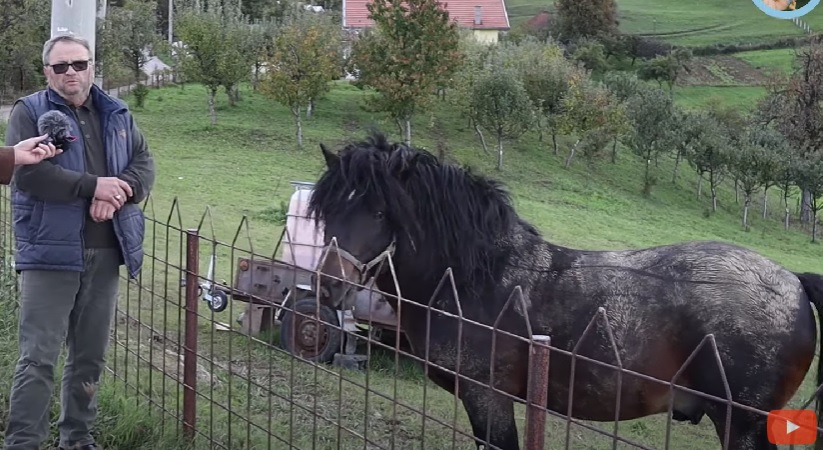 Edhem se iz Švicarske vratio u Bosnu pa ga prevarili: Prodao mi ofarbanog konja i hvali se kako me prevario | Crna hronika BiH